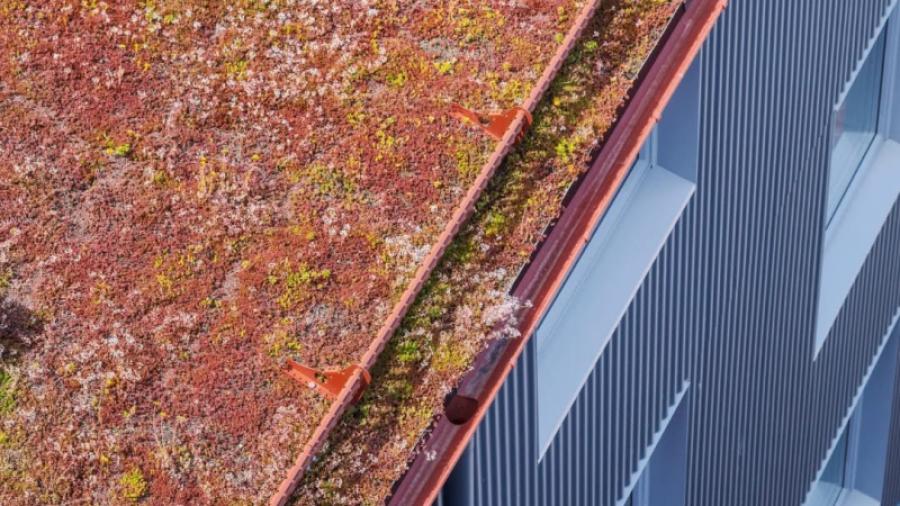 Husets sedumtak bidrar till både grönare stadsmiljö och bättre dagvattenhantering.